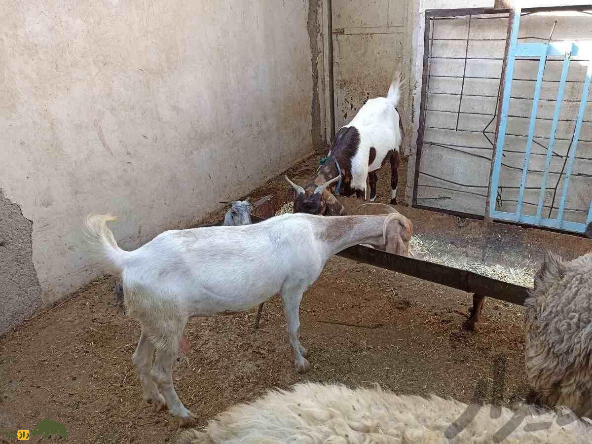 بز نجدی؛ بز خوزستانی شبیه آهو که سوسول‌ترین بز ایران است