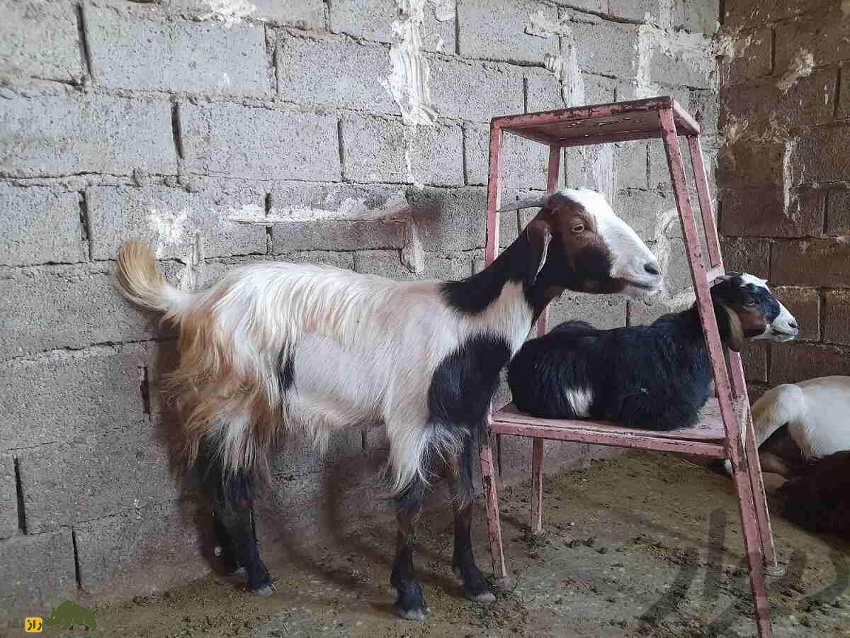 بز نجدی؛ بز خوزستانی شبیه آهو که سوسول‌ترین بز ایران است