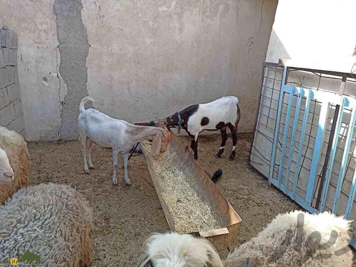 بز نجدی؛ بز خوزستانی شبیه آهو که سوسول‌ترین بز ایران است