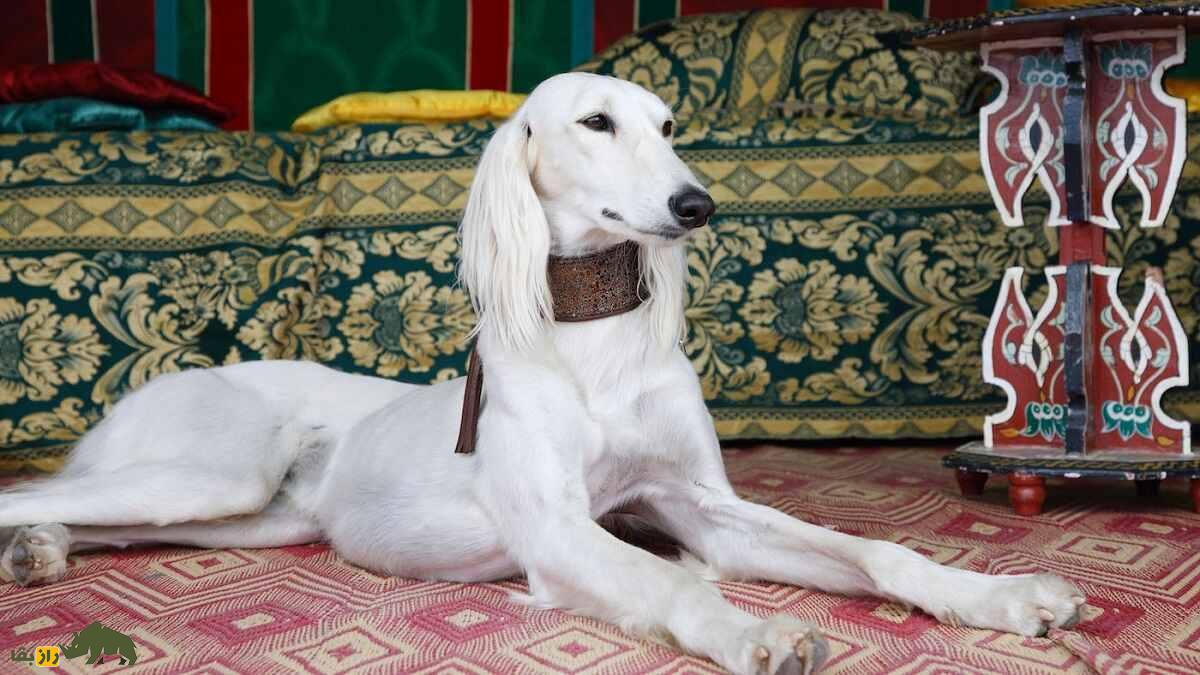 سگ بلوچی؛ سگ بلند و باریک سیستان و بلوچستانی که منشأ سگ معروف افغان است سگ بلوچی؛ سگ بلند و باریک سیستان و بلوچستانی که منشأ سگ معروف افغان است