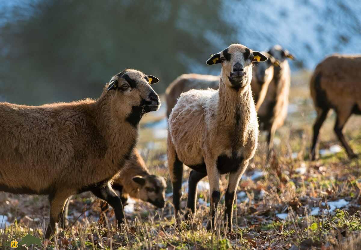 گوسفند شکمسیاه «باربادوس»؛ گوسفندی بسیار مقاوم و شبیه «بز» که نیاز به انگلزدایی ندارد گوسفند شکمسیاه «باربادوس»؛ گوسفندی بسیار مقاوم و شبیه «بز» که نیاز به انگلزدایی ندارد