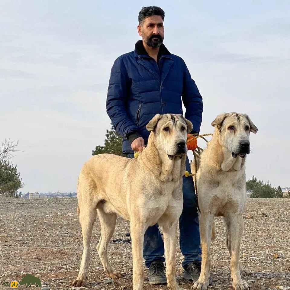سگ «پِژدَر»؛ سگ کردی ۹۱ کیلویی با ۵۰۰۰ سال قدمت؛ قویترین سگ گله جهان را بشناسید
