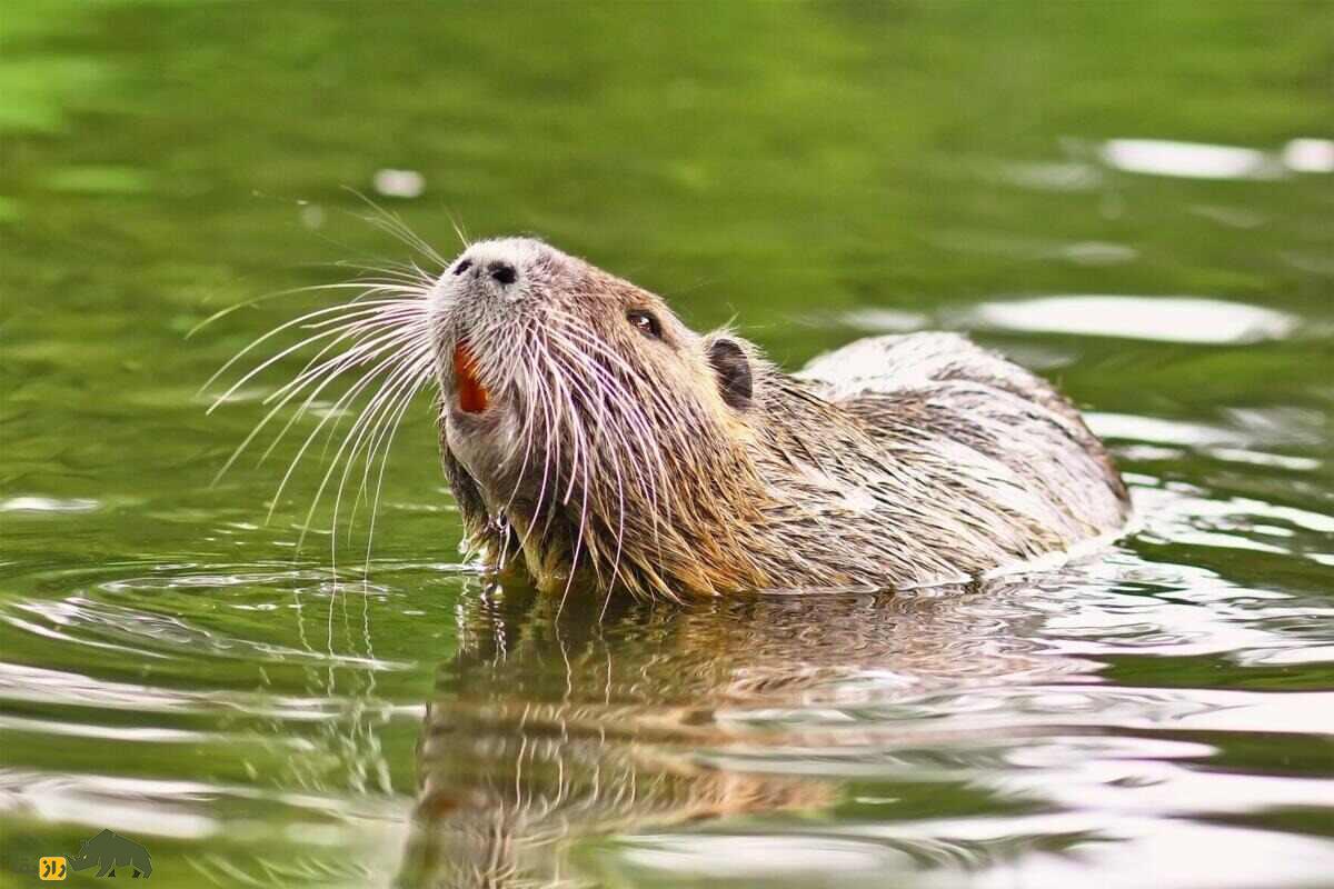 «موش نوتریا»؛ موش غولپیکر ۱۷ کیلویی که دندان نارنجی دارد و یک روز بعد از زایمان دوباره باردار میشود «موش نوتریا»؛ موش غولپیکر ۱۷ کیلویی که دندان نارنجی دارد و یک روز بعد از زایمان دوباره باردار میشود