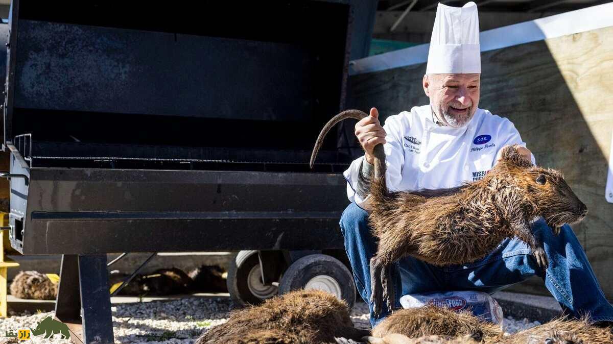 «موش نوتریا»؛ موش غولپیکر ۱۷ کیلویی که دندان نارنجی دارد و یک روز بعد از زایمان دوباره باردار میشود «موش نوتریا»؛ موش غولپیکر ۱۷ کیلویی که دندان نارنجی دارد و یک روز بعد از زایمان دوباره باردار میشود