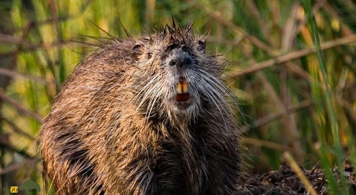«موش نوتریا»؛ موش غولپیکر ۱۷ کیلویی که دندان نارنجی دارد و یک روز بعد از زایمان دوباره باردار میشود «موش نوتریا»؛ موش غولپیکر ۱۷ کیلویی که دندان نارنجی دارد و یک روز بعد از زایمان دوباره باردار میشود