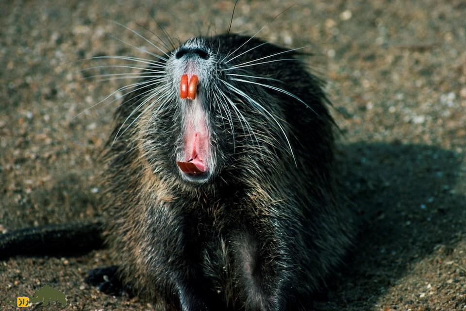 «نوتریا»؛ موش غولپیکر ۱۷ کیلویی که دندان نارنجی دارد و یک روز بعد از زایمان دوباره باردار میشود! «نوتریا» Nutria