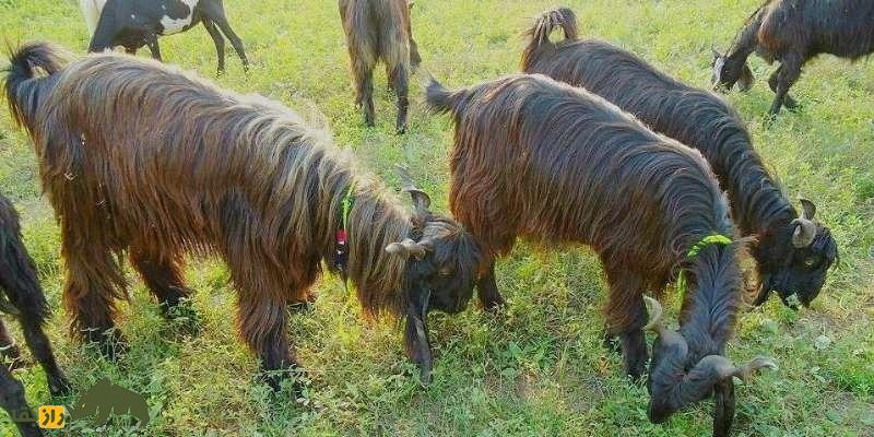 «بز دین‌پناه»؛ هیولای ۴۵۰ کیلویی پاکستانی که روزی ۲.۵ لیتر شیر می‌دهد