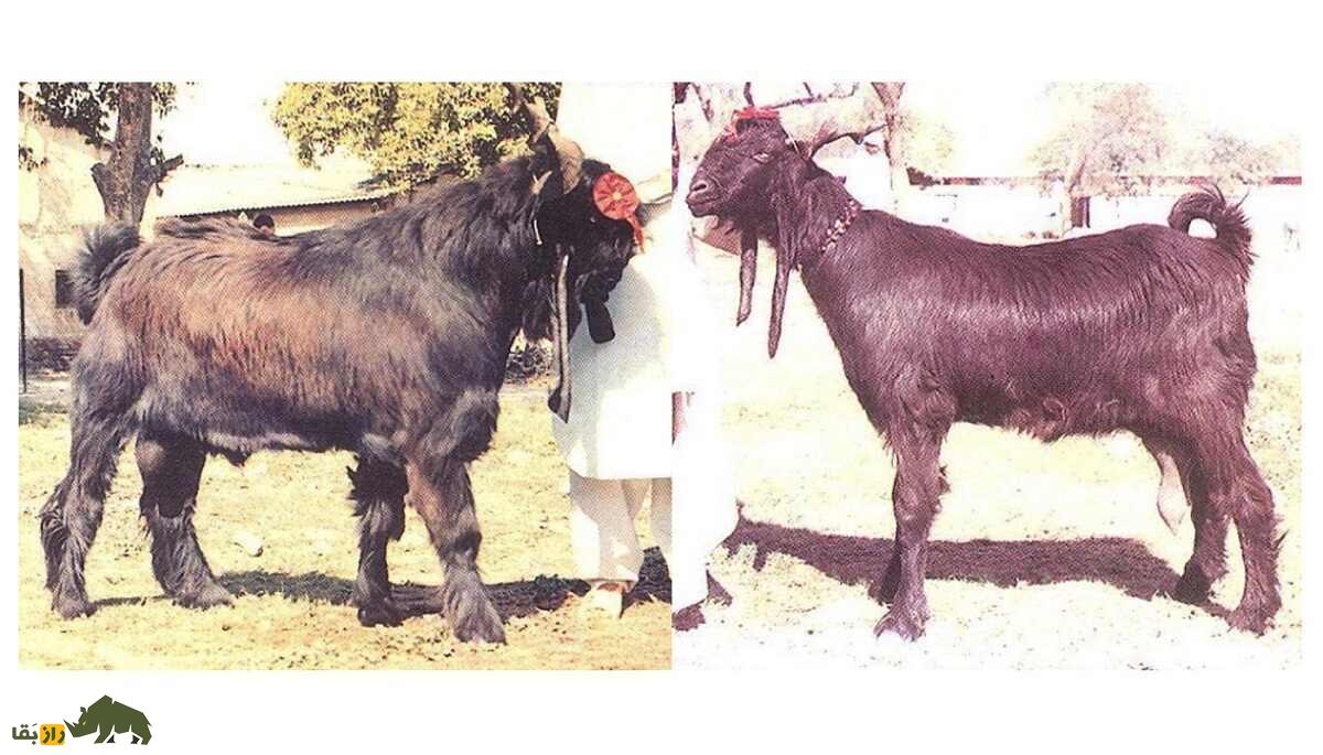«بز دین‌پناه»؛ هیولای ۴۵۰ کیلویی پاکستانی که روزی ۲.۵ لیتر شیر می‌دهد