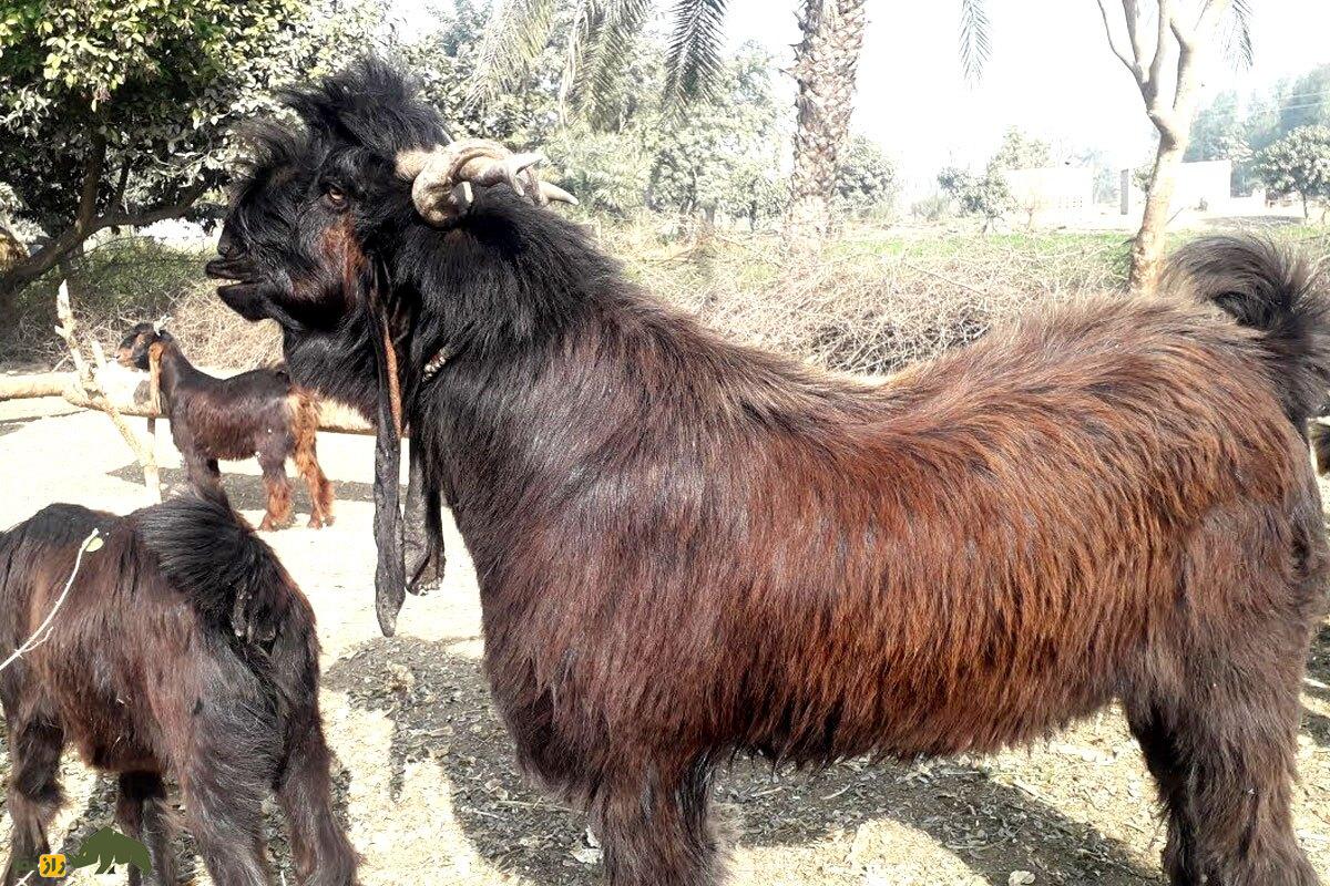 «بز دین‌پناه»؛ هیولای ۴۵۰ کیلویی پاکستانی که روزی ۲.۵ لیتر شیر می‌دهد
