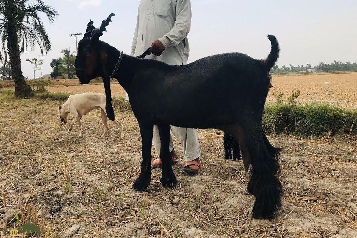 «بز دین‌پناه»؛ هیولای ۴۵۰ کیلویی پاکستانی که روزی ۲.۵ لیتر شیر می‌دهد