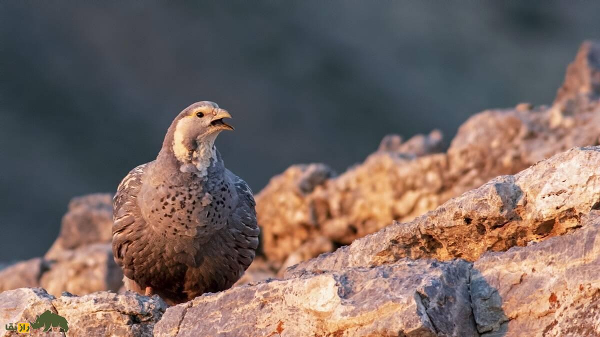 «خروس کاسپین»؛ بزرگترین کبک ایران که صدایی مهیب و آخرالزمانی دارد «خروس کاسپین» یا کبک دری