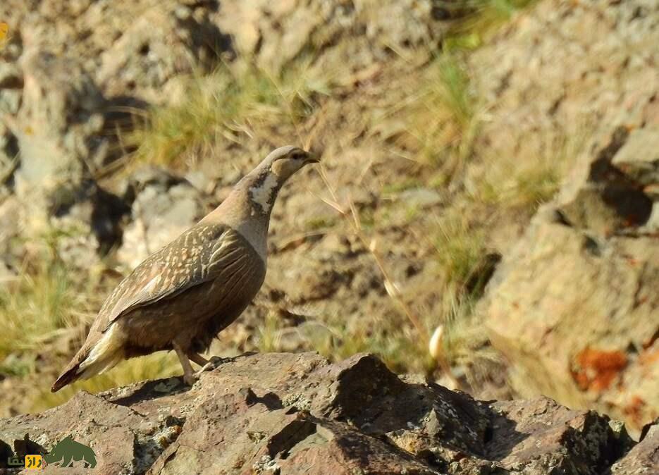 «کبک دری»؛ بزرگترین کبک ایران که صدایی مهیب و آخرالزمانی دارد «کبک دری»؛ بزرگترین کبک ایران که صدایی مهیب و آخرالزمانی دارد
