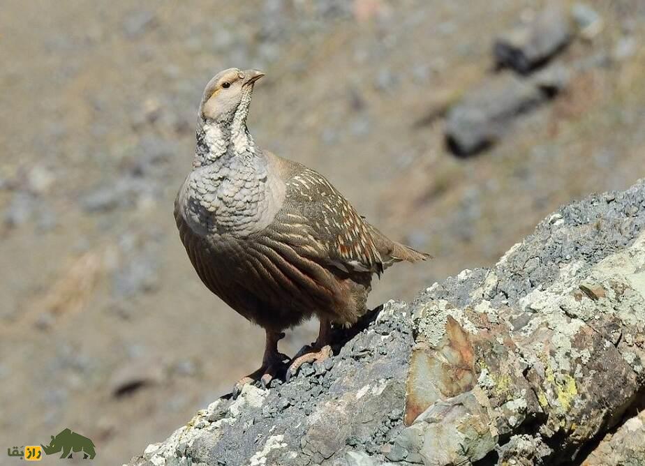 «کبک دری»؛ بزرگترین کبک ایران که صدایی مهیب و آخرالزمانی دارد «کبک دری»؛ بزرگترین کبک ایران که صدایی مهیب و آخرالزمانی دارد