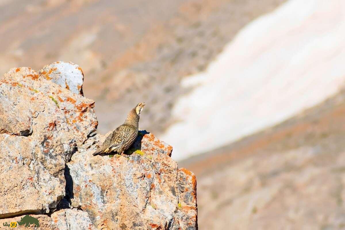 «کبک دری»؛ بزرگترین کبک ایران که صدایی مهیب و آخرالزمانی دارد «کبک دری»؛ بزرگترین کبک ایران که صدایی مهیب و آخرالزمانی دارد