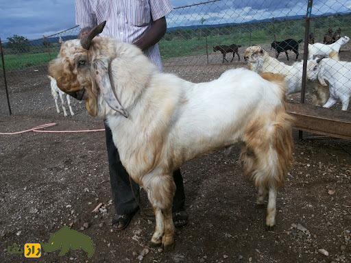 بز جَمناپاری؛ بز غول‌پیکر هندی که ظاهری شبیه طوطی دارد