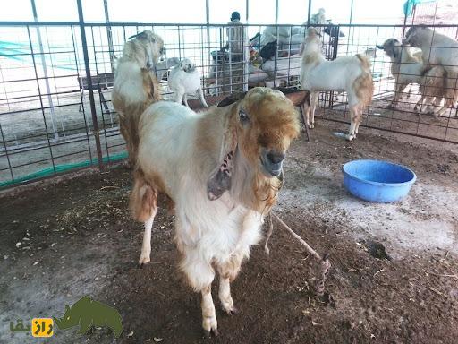 بز جَمناپاری؛ بز غول‌پیکر هندی که ظاهری شبیه طوطی دارد