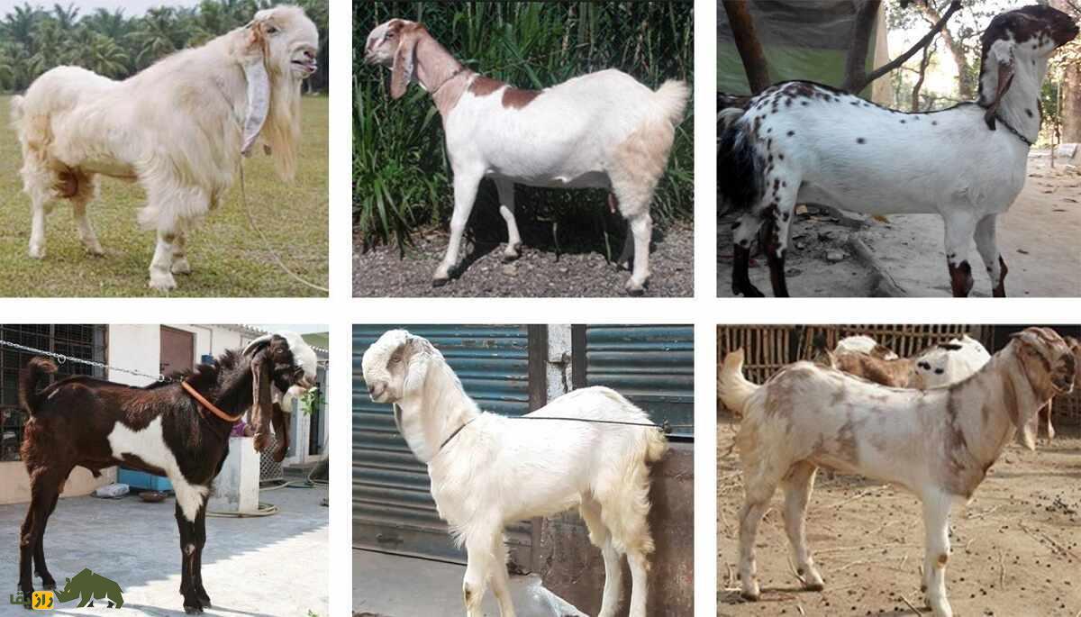 بز جَمناپاری؛ بز غول‌پیکر هندی که ظاهری شبیه طوطی دارد