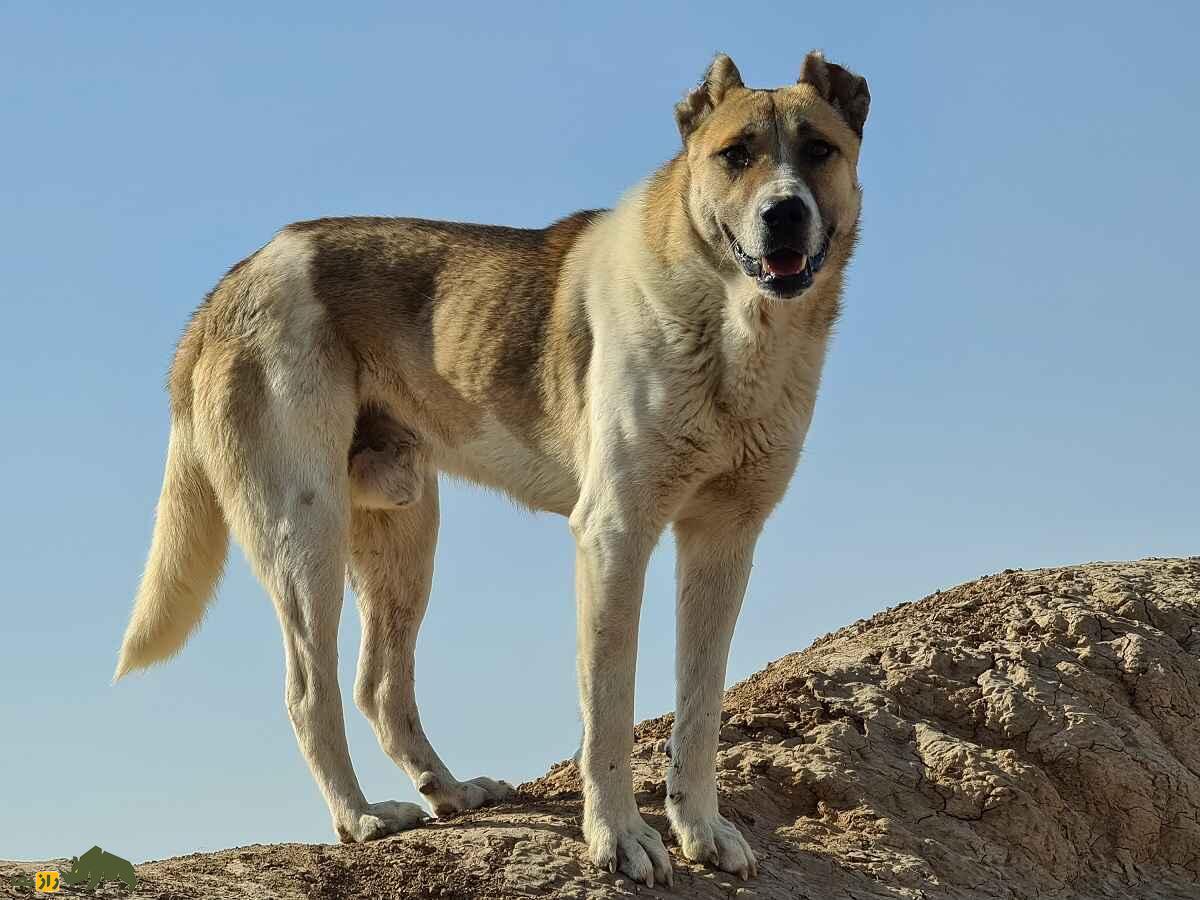 کدام سگ گله قوی‌تر و خطرناک‌تر است؟! سرابی، پژدر یا قهدریجانی؟!