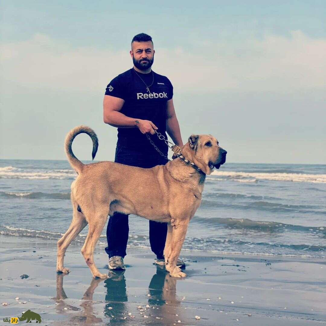 کدام سگ گله قوی‌تر و خطرناک‌تر است؟! سرابی، پژدر یا قهدریجانی؟!