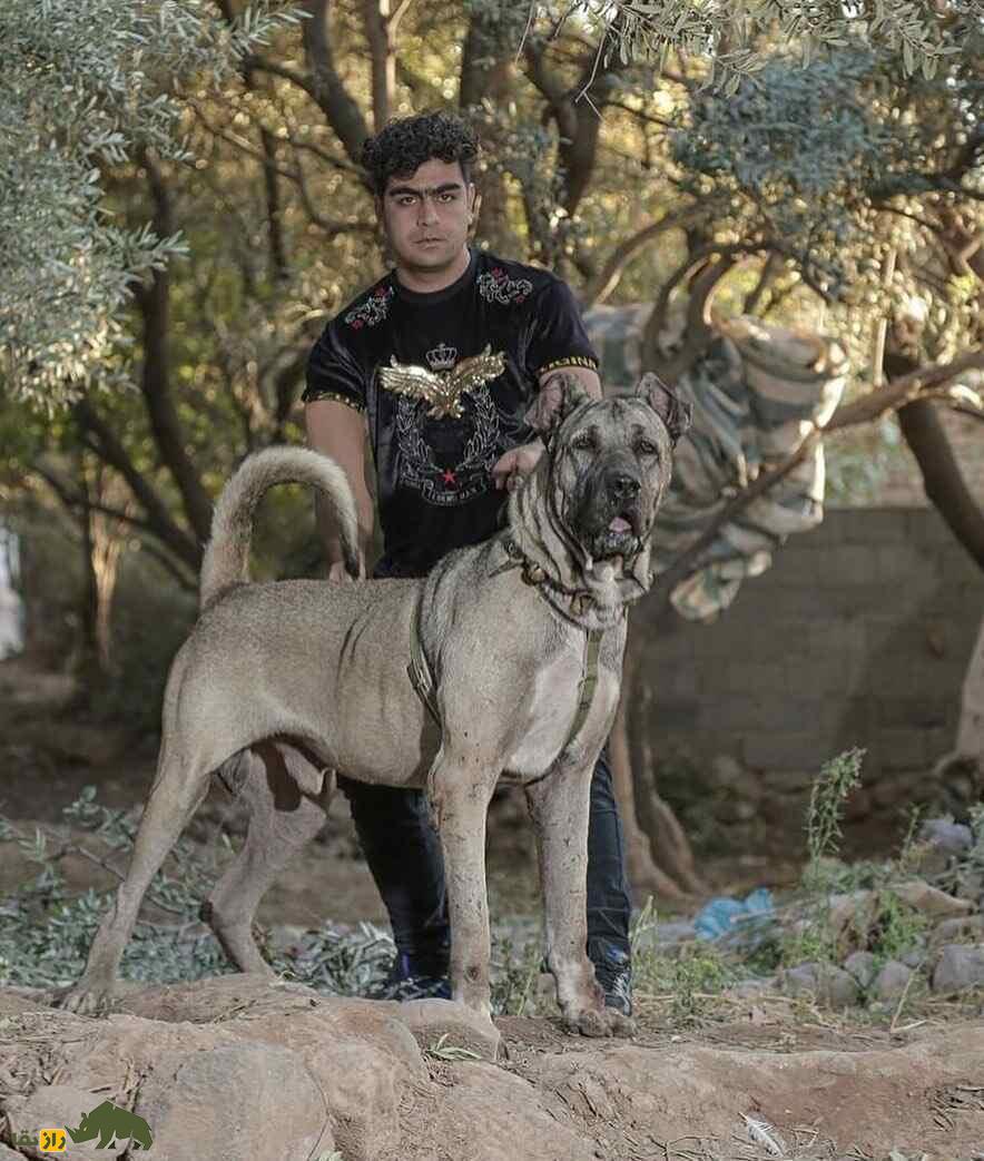 کدام سگ گله قوی‌تر و خطرناک‌تر است؟! سرابی، پژدر یا قهدریجانی؟!