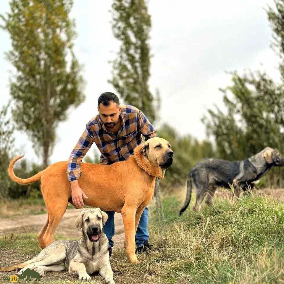 کدام سگ گله قوی‌تر و خطرناک‌تر است؟! سرابی، پژدر یا قهدریجانی؟!