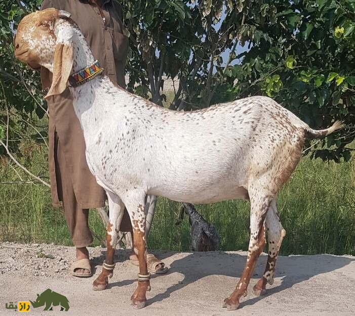 «بز بیتال» پاکستان؛ بز ۱۰۰ کیلویی معروف به «گاو مردم فقیر» که ۱۸۰۰ کیلو شیر می‌دهد