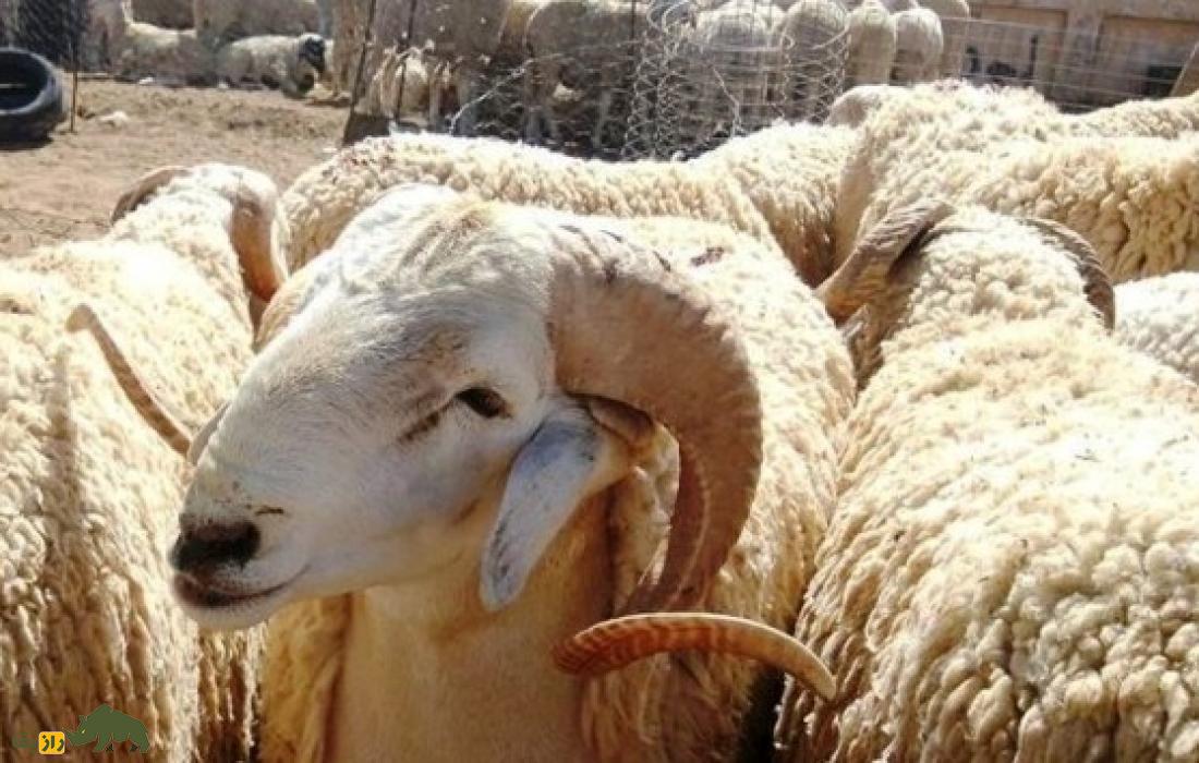 گوسفند عرب الجزایری؛ گوسفند دمباریک پا دراز که ۸۱ کیلو وزن دارد گوسفند عرب الجزایری؛ گوسفند دمباریک پا دراز که ۸۱ کیلو وزن دارد