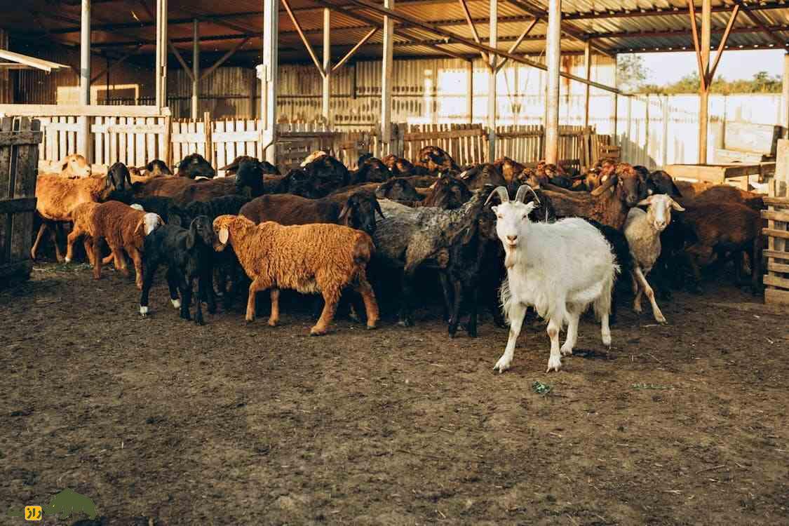 گوسفند عرب الجزایری؛ گوسفند دمباریک پا دراز که ۸۱ کیلو وزن دارد گوسفند عرب الجزایری؛ گوسفند دمباریک پا دراز که ۸۱ کیلو وزن دارد