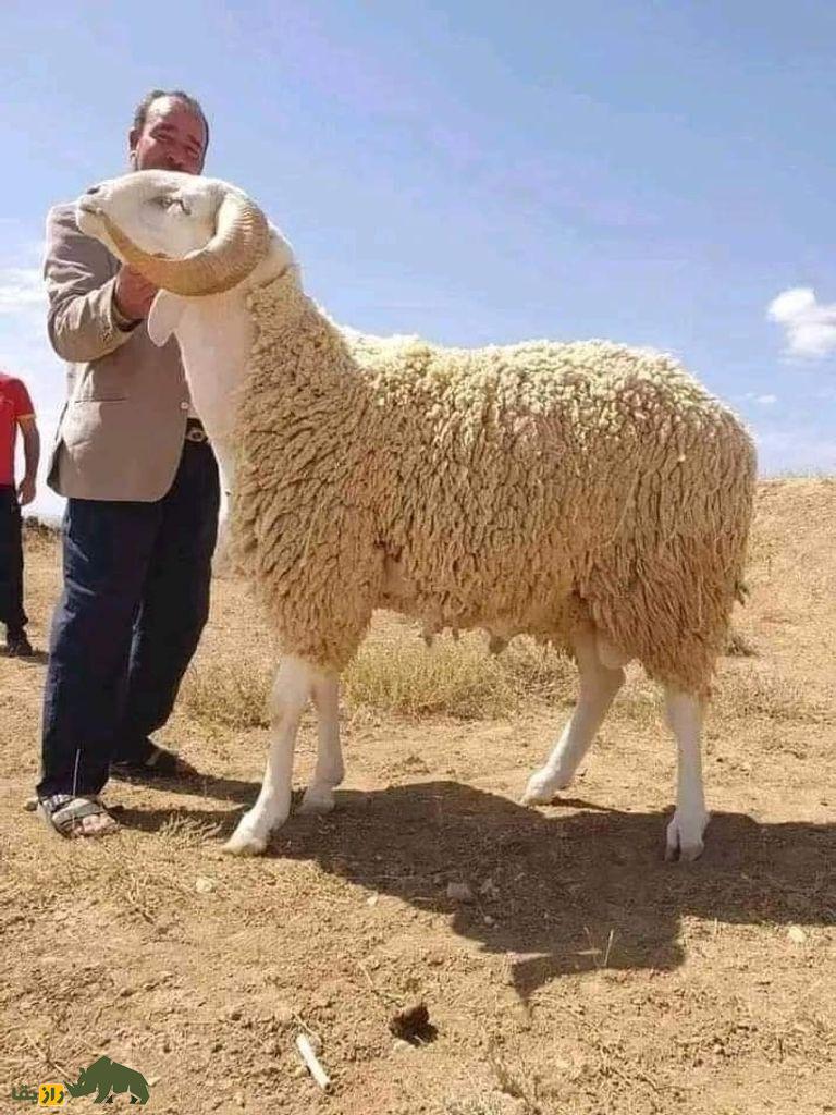 اولاد جلال؛ گوسفند دم دراز الجزایری که استاد بیابانگردیست و از مروارید گرانتر است! اولاد جلال؛ گوسفند دم دراز الجزایری که استاد بیابانگردیست و از مروارید گرانتر است!