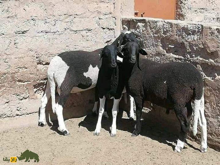 اولاد جلال؛ گوسفند دم دراز الجزایری که استاد بیابانگردیست و از مروارید گرانتر است! اولاد جلال؛ گوسفند دم دراز الجزایری که استاد بیابانگردیست و از مروارید گرانتر است!