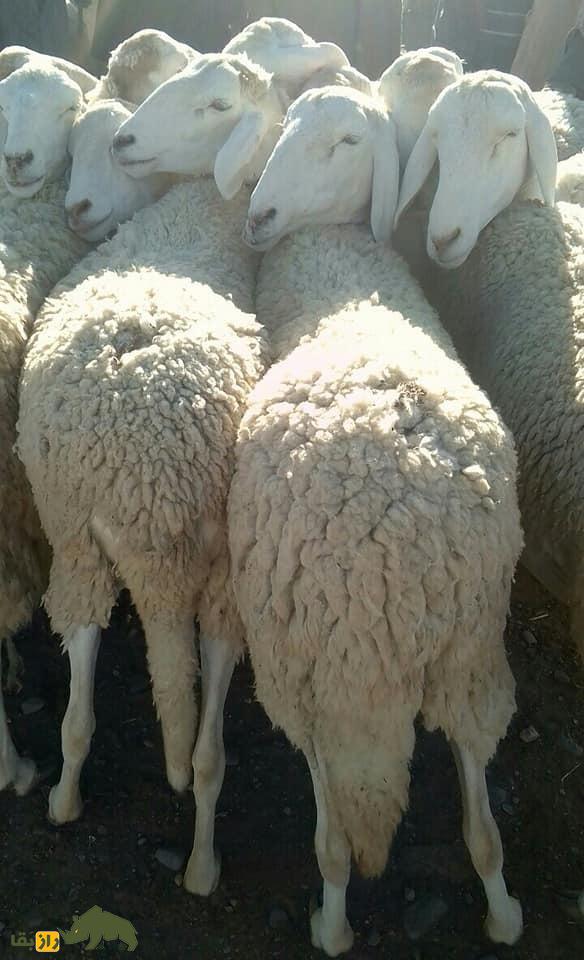 اولاد جلال؛ گوسفند دم دراز الجزایری که استاد بیابانگردیست و از مروارید گرانتر است! اولاد جلال؛ گوسفند دم دراز الجزایری که استاد بیابانگردیست و از مروارید گرانتر است!