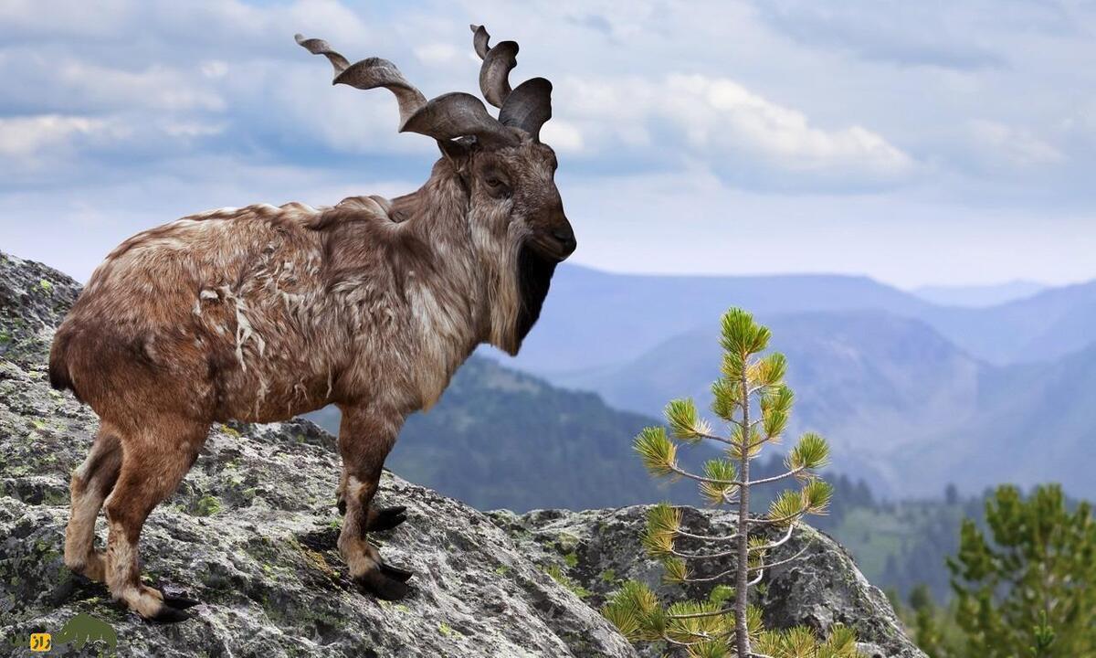 بز کوهی اروندان یا «مارخور» ایرانی؛ بز اصیل ایرانی که بعد از ۲۰۰ سال به ایران بازگشت بز کوهی اروندان یا «مارخور» ایرانی؛ بز اصیل ایرانی که بعد از ۲۰۰ سال به ایران بازگشت