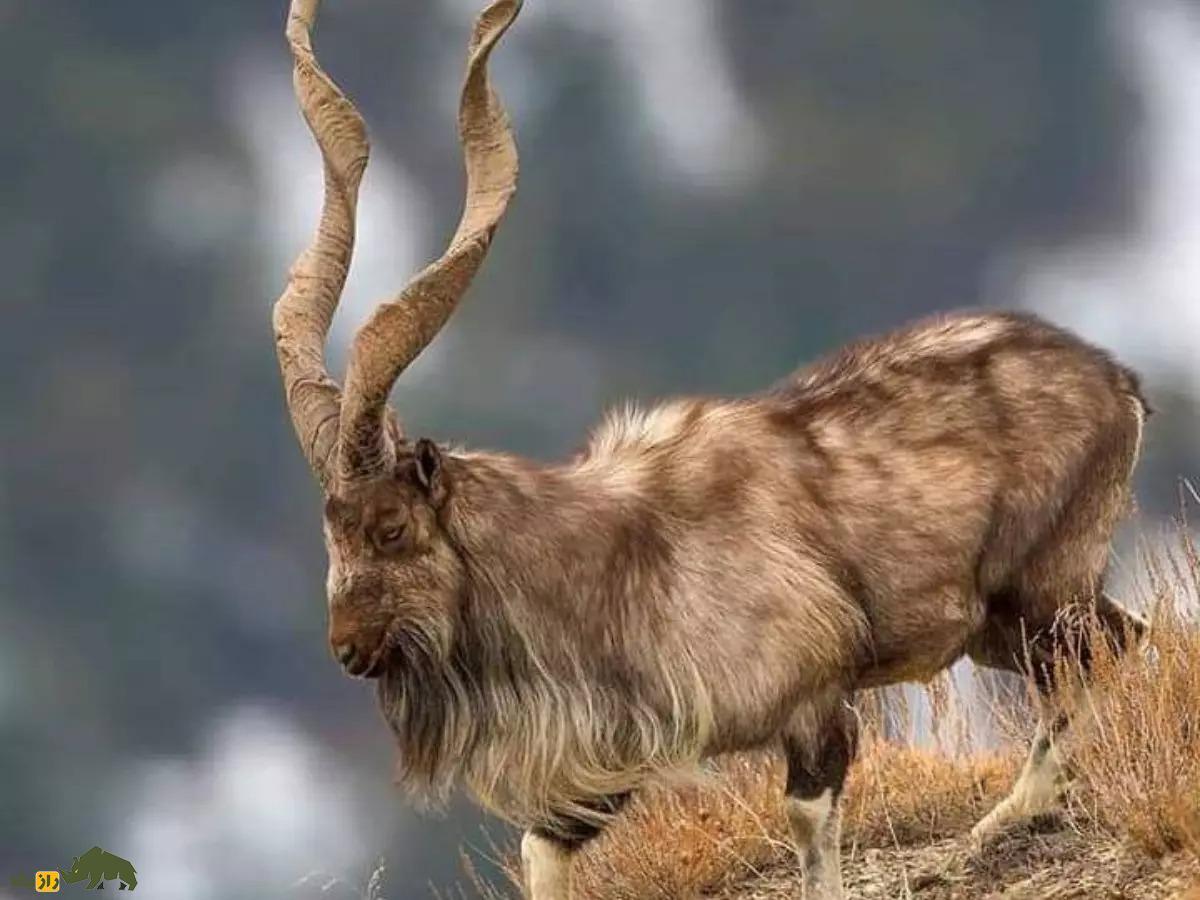 بز کوهی اروندان یا «مارخور» ایرانی؛ بز اصیل ایرانی که بعد از ۲۰۰ سال به ایران بازگشت بز کوهی اروندان یا «مارخور» ایرانی؛ بز اصیل ایرانی که بعد از ۲۰۰ سال به ایران بازگشت