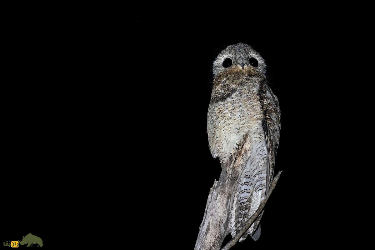 «پوتو» یا «پرنده ارواح»؛ پرندهای که شبیه قورباغه است و منجمد میشود «پوتو» یا «پرنده ارواح»؛ پرندهای که شبیه قورباغه است و منجمد میشود