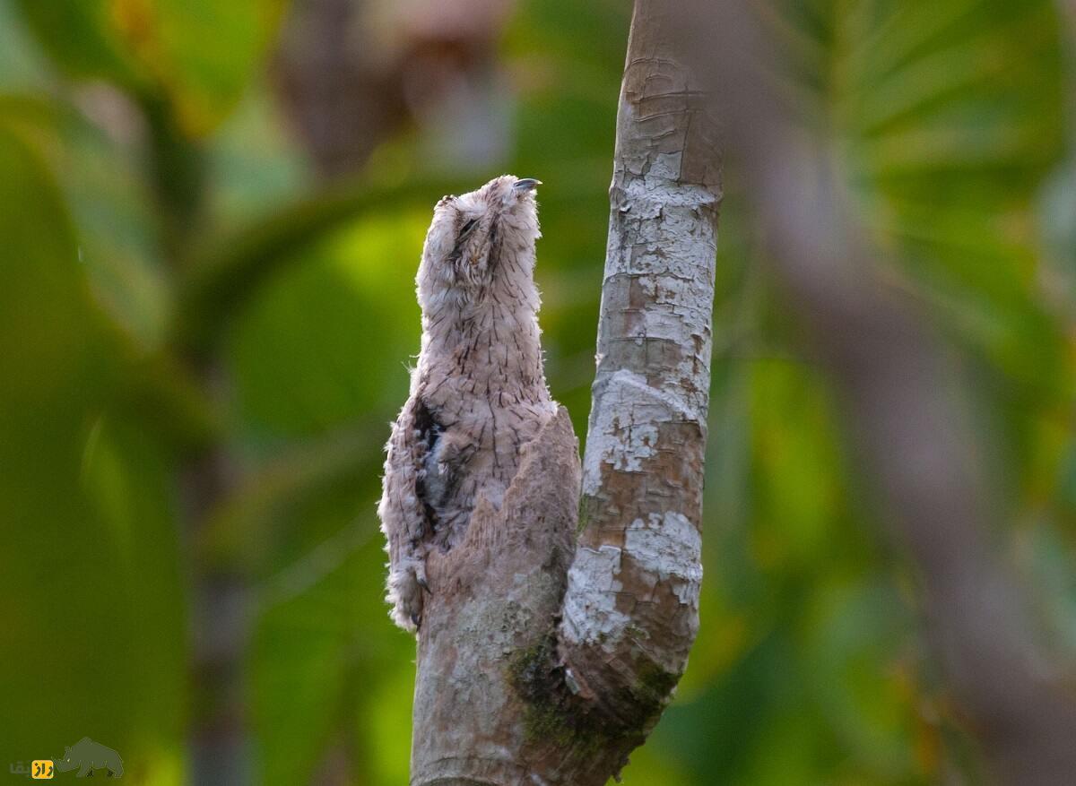 «پوتو» یا «پرنده ارواح»؛ پرندهای که شبیه قورباغه است و منجمد میشود «پوتو» یا «پرنده ارواح»؛ پرندهای که شبیه قورباغه است و منجمد میشود