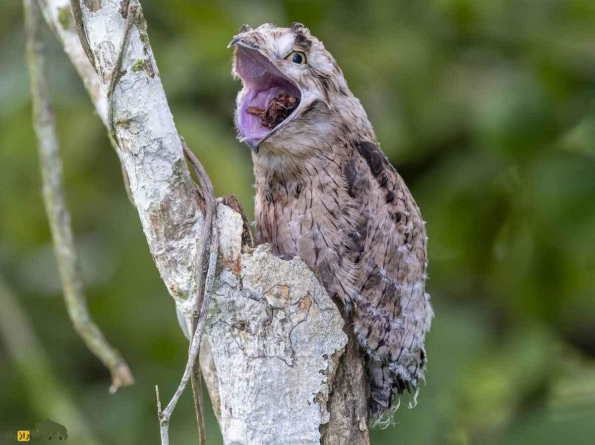 «پوتو» یا «پرنده ارواح»؛ پرندهای که شبیه قورباغه است و منجمد میشود «پوتو» یا «پرنده ارواح»؛ پرندهای که شبیه قورباغه است و منجمد میشود