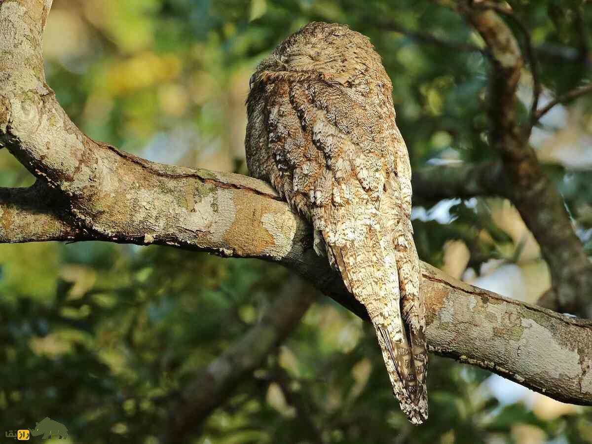 «پوتو» یا «پرنده ارواح»؛ پرندهای که شبیه قورباغه است و منجمد میشود «پوتو» یا «پرنده ارواح»؛ پرندهای که شبیه قورباغه است و منجمد میشود