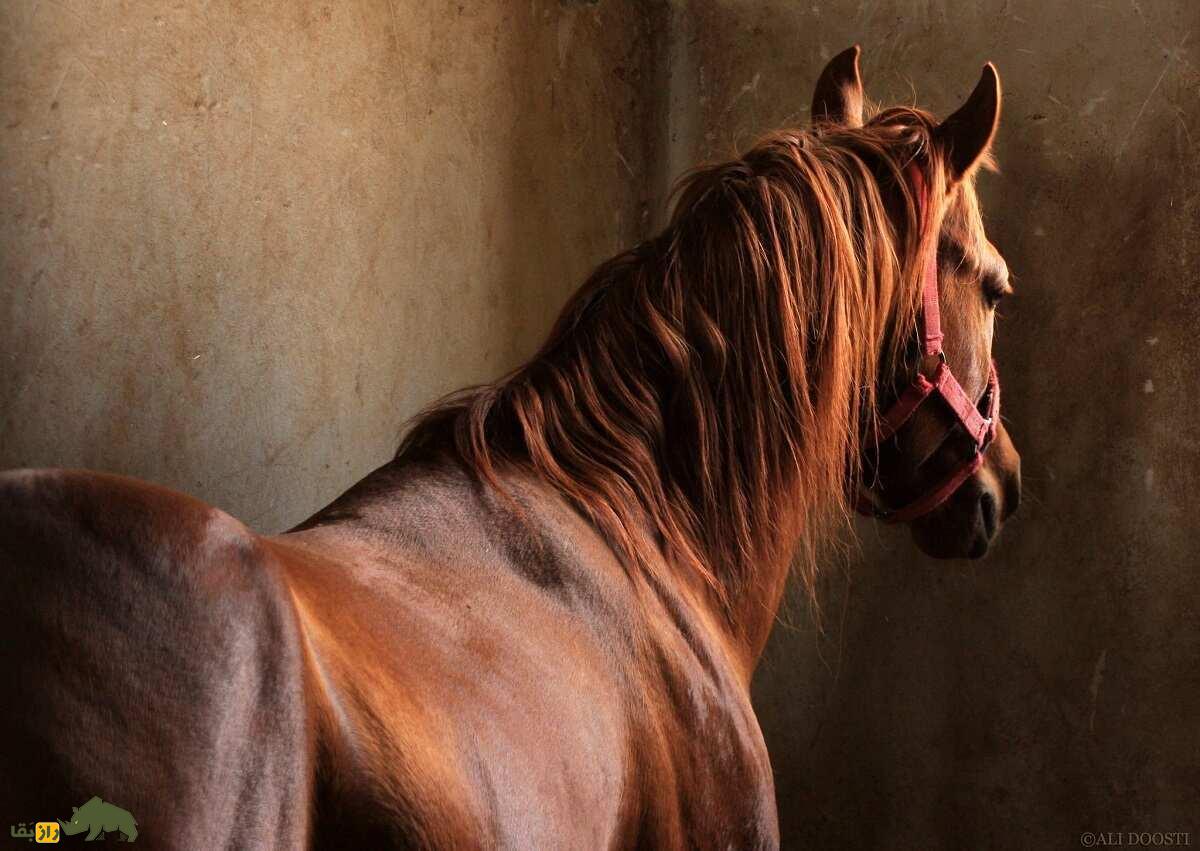 اسب «کرد»؛ اسب اصیل چندهزار ساله؛ کدام اسب بهتر است؛ جاف، افشاری یا سنجابی؟! اسب «کرد»؛ اسب اصیل چندهزار ساله؛ کدام اسب بهتر است؛ جاف، افشاری یا سنجابی؟!