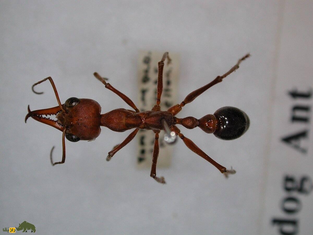 مورچه بولداگ؛ خطرناکترین مورچه جهان که یک انسان از پای در می‌آورد و ارزشش از طلا بیشتر است