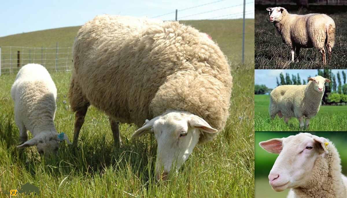 گوسفند فریزین شرقی؛ اعجوبهای که روزی ۳ لیتر شیر و سالی ۵ کیلو پشم میدهد گوسفند فریزین شرقی؛ اعجوبهای که روزی ۳ لیتر شیر و سالی ۵ کیلو پشم میدهد