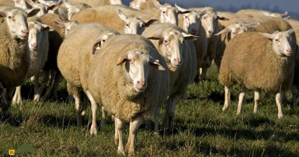گوسفند فریزین شرقی؛ اعجوبهای که روزی ۳ لیتر شیر و سالی ۵ کیلو پشم میدهد گوسفند فریزین شرقی؛ اعجوبهای که روزی ۳ لیتر شیر و سالی ۵ کیلو پشم میدهد