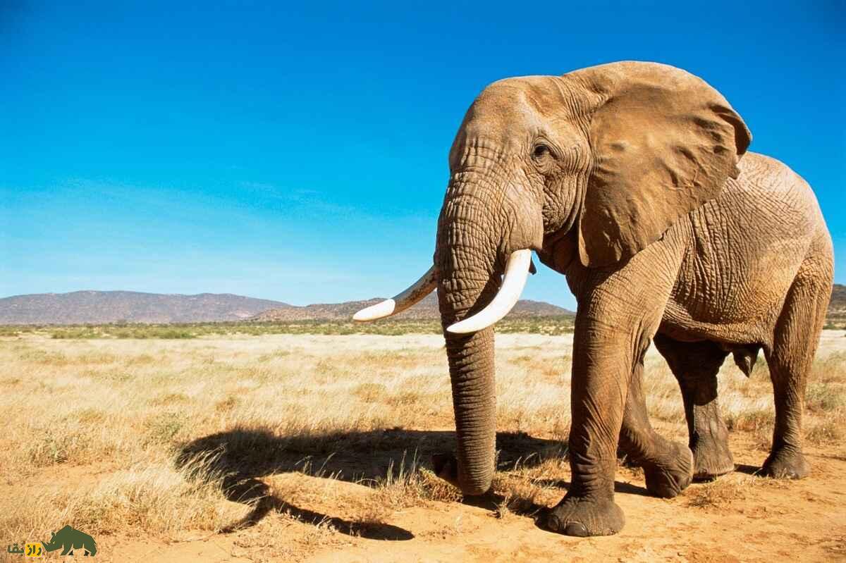 چرا بچه فیل مدفوع مادرش را می‌خورد؟