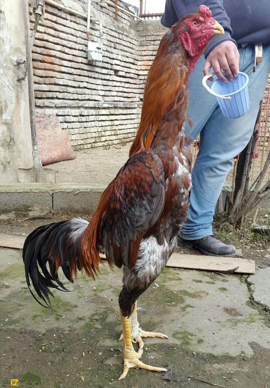 خروس لاری افغان