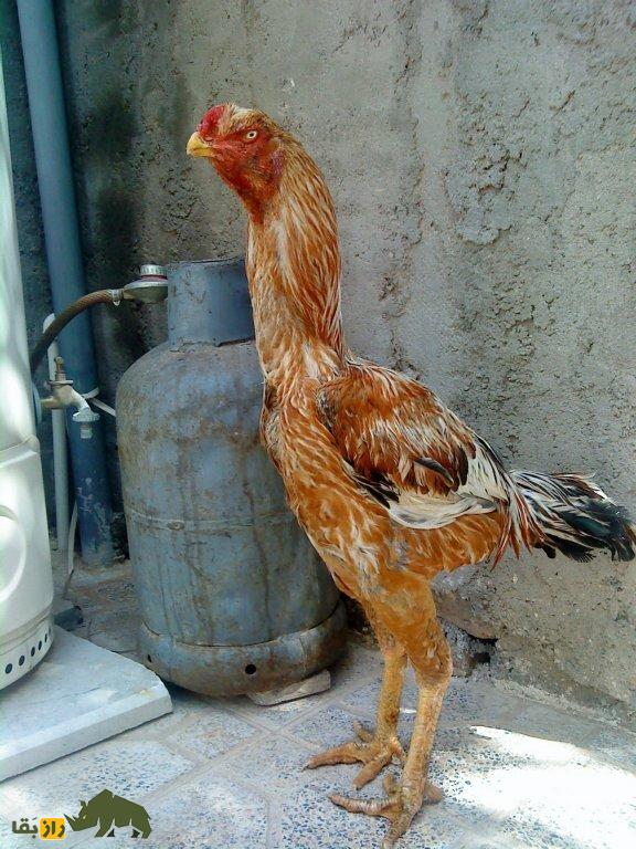 خروس لاری افغان؛ هرکول خروس‌ها و هیولای جنگی بی‌رحمی که در جهان رقیب ندارد