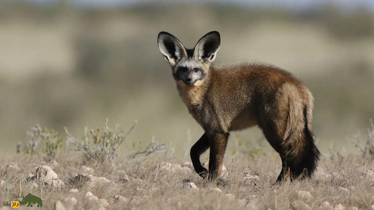 روباه گوشخفاشی؛ روباه عجیبی با گوشهای بسیار دراز که جای نر و ماده در تربیت فرزند عوض میشود روباه گوشخفاشی؛ روباه عجیبی با گوشهای بسیار دراز که جای نر و ماده در تربیت فرزند عوض میشود