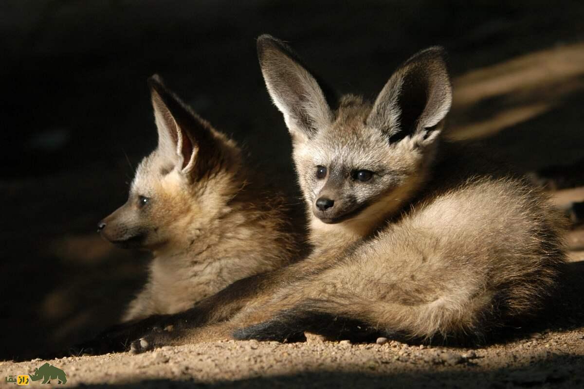 روباه گوشخفاشی؛ روباه عجیبی با گوشهای بسیار دراز که جای نر و ماده در تربیت فرزند عوض میشود روباه گوشخفاشی؛ روباه عجیبی با گوشهای بسیار دراز که جای نر و ماده در تربیت فرزند عوض میشود