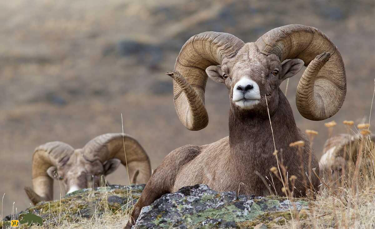 گوسفند همجنس‌گراست؛ کدام نژاد‌های گوسفند بیشتر همجنس‌گرا هستند؟!