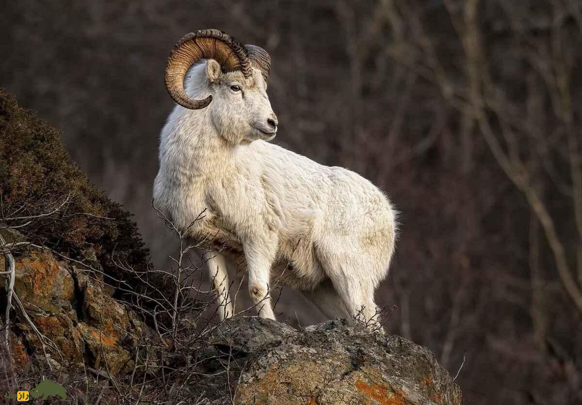 گوسفند همجنس‌گراست؛ کدام نژاد‌های گوسفند بیشتر همجنس‌گرا هستند؟!