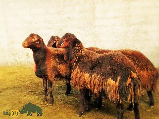گوسفند افشاری؛ گوسفندی با ۱۰۰ کیلو وزن که گل سرسبد تمام گوسفندان ایران است