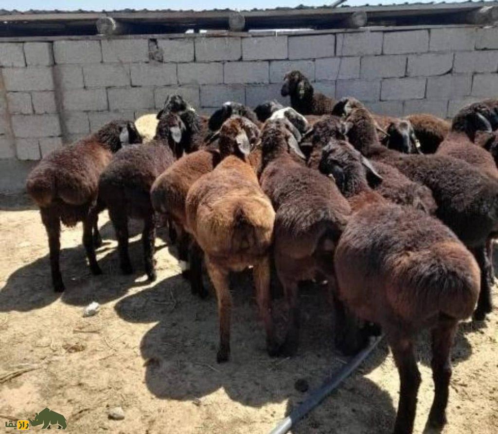 گوسفند افشاری؛ گوسفندی با ۱۰۰ کیلو وزن که گل سرسبد تمام گوسفندان ایران است
